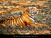 Cab Service in Mysore,  Mysore Travels List,  Mysore Travels Car, Mysore 