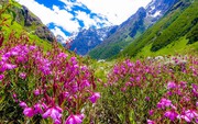 Valley Of Flowers Tour Packages - Exotic Miles